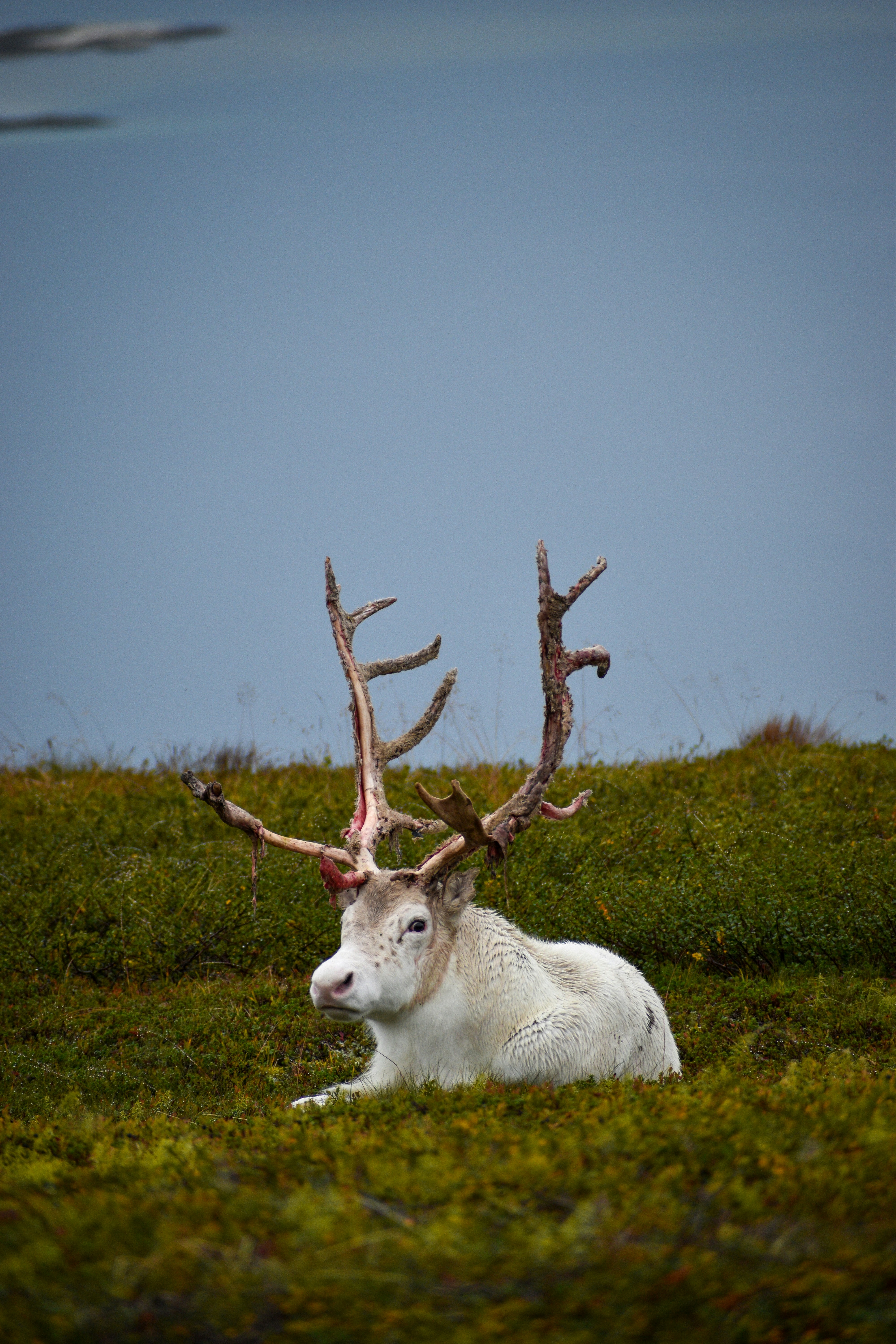 raindeer